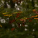 Leaves on a branch by ziggy77
