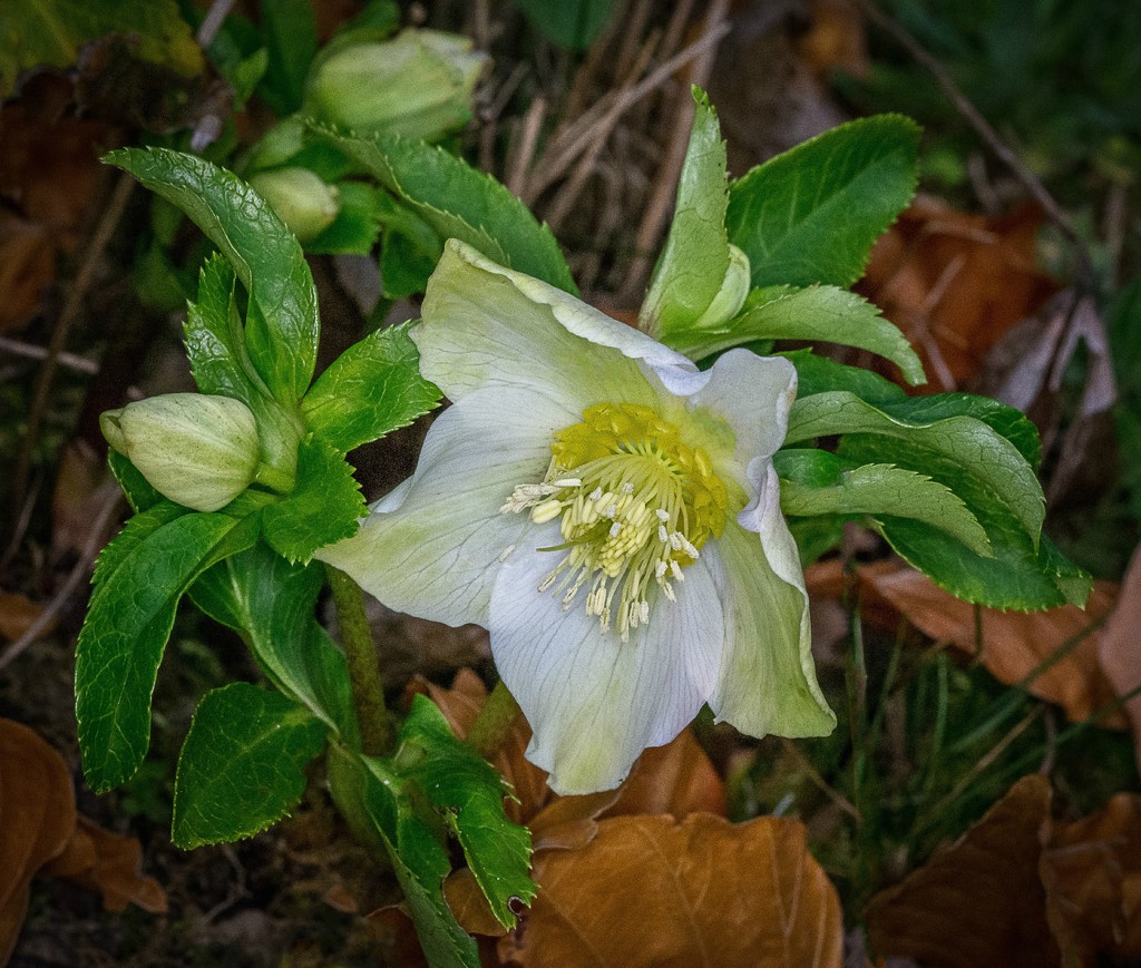 ONS 10 - Day 7: Macro - First Christmas Rose by vignouse