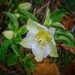 ONS 10 - Day 7: Macro - First Christmas Rose by vignouse