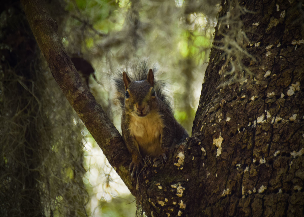 Squirrel in the Fork by rickster549