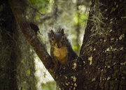 15th Nov 2015 - Squirrel in the Fork