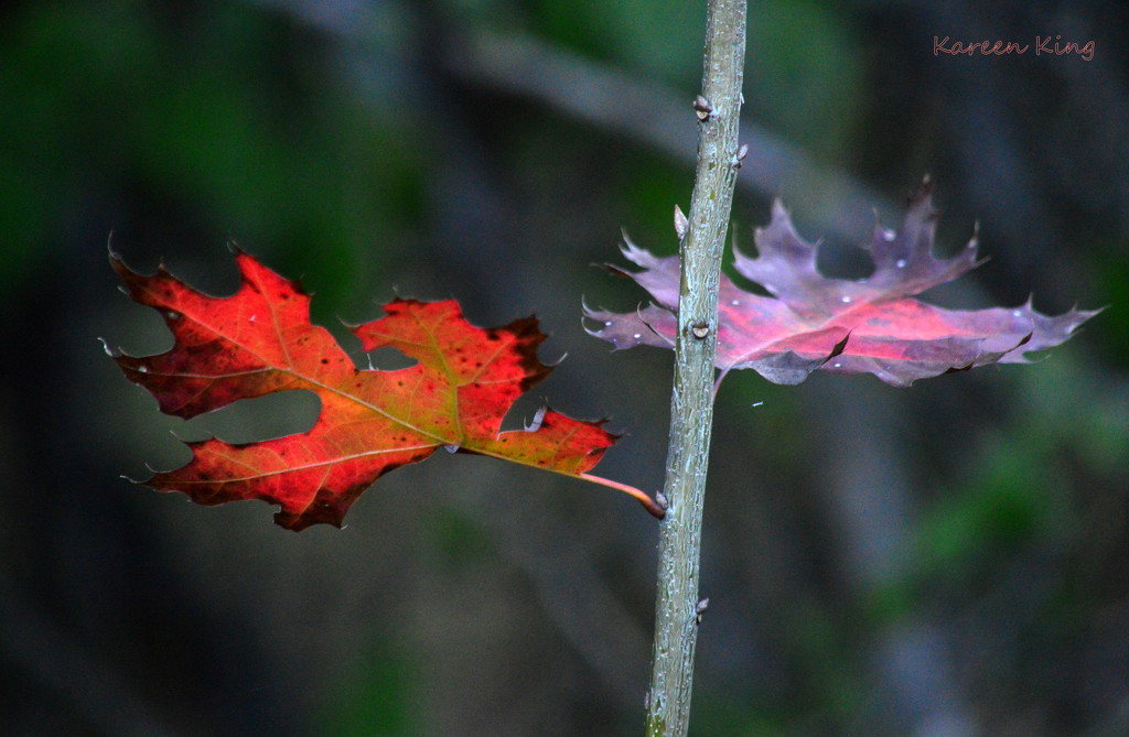 Pair of Oak Leaves by kareenking
