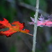 Pair of Oak Leaves by kareenking