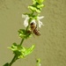 Pčela i cvijet by vesna0210