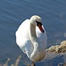 Swan at Pacheco Pond by markandlinda