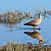 A New Find on a Wetlands Walk - A Long Billed Curlew by markandlinda