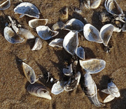 12th Nov 2015 - Lake Michigan shells on the beach