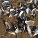 Lake Michigan shells on the beach by annepann