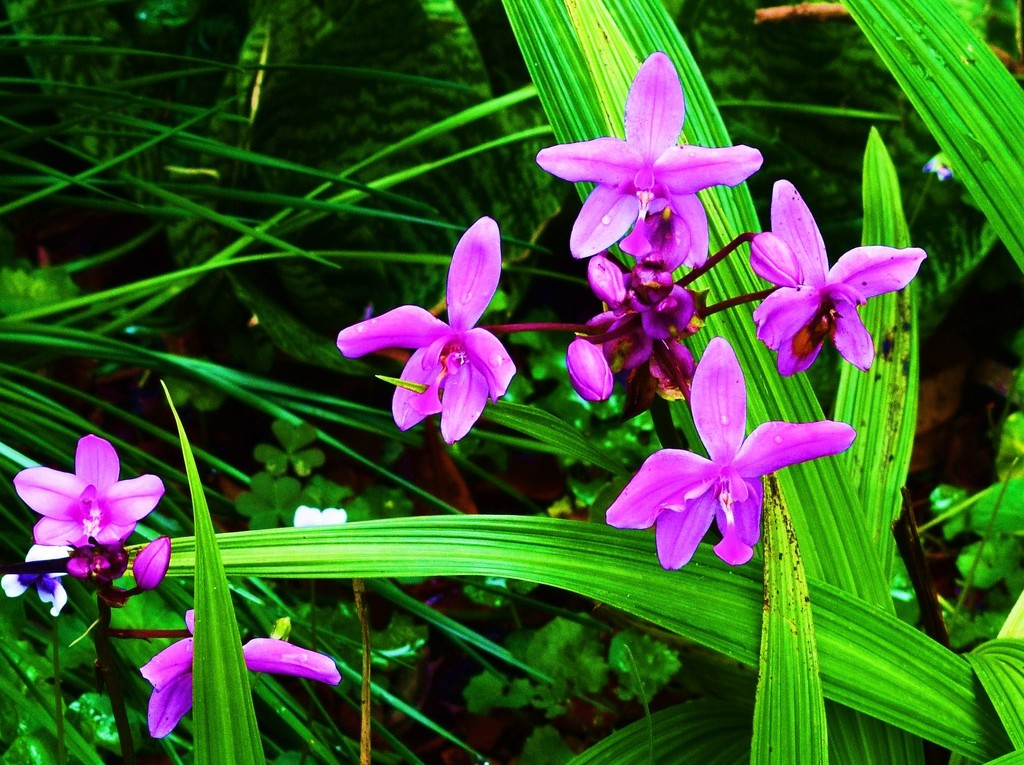 Chinese Ground Orchids. by happysnaps