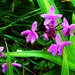 Chinese Ground Orchids. by happysnaps