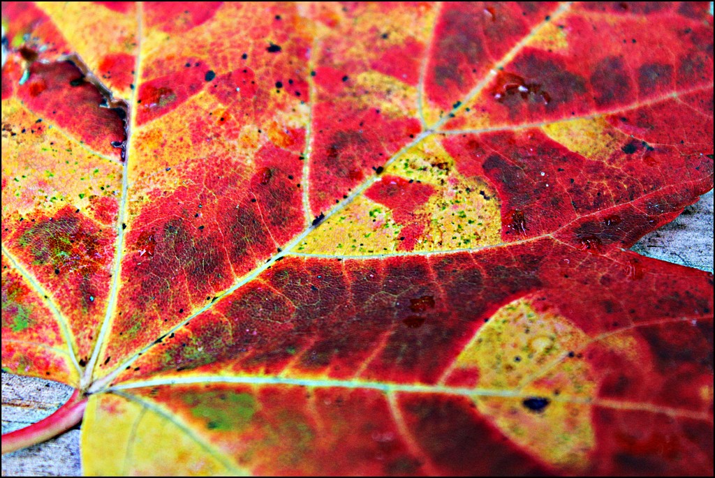 Sam's Week- Leaves 7 by olivetreeann