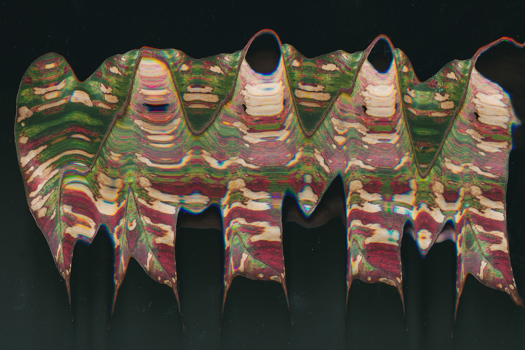 Leaf-scan  by jeneurell