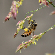 15th Nov 2015 - Pollinator