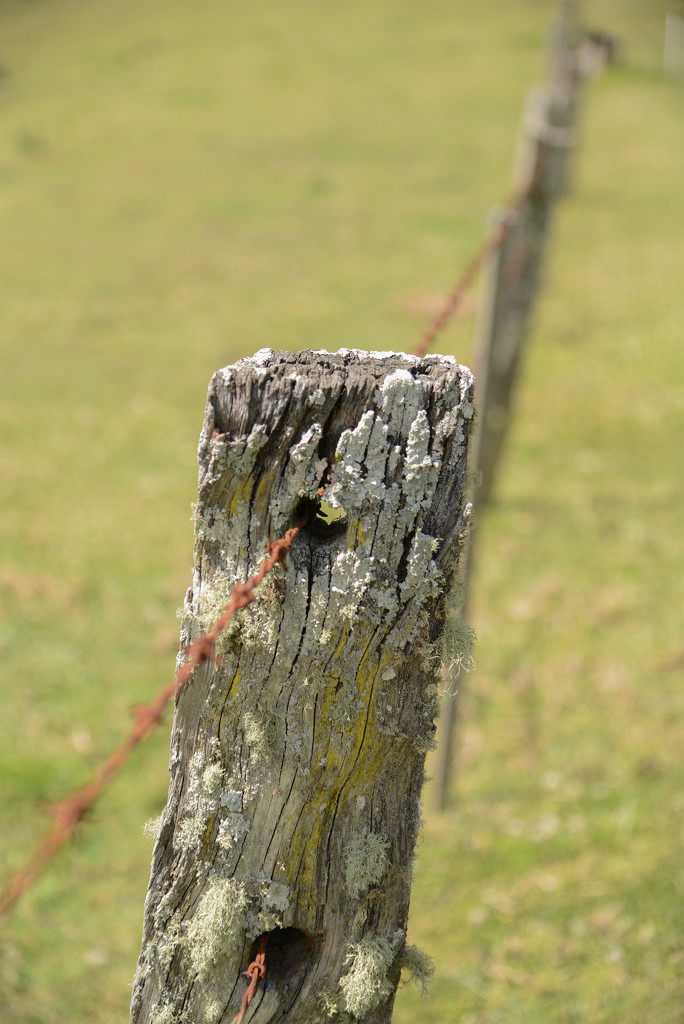 Witta fence post by jeneurell