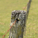 Witta fence post by jeneurell