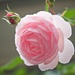 Jan's Perfect Rose by jyokota