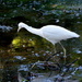 Snowy egret by congaree