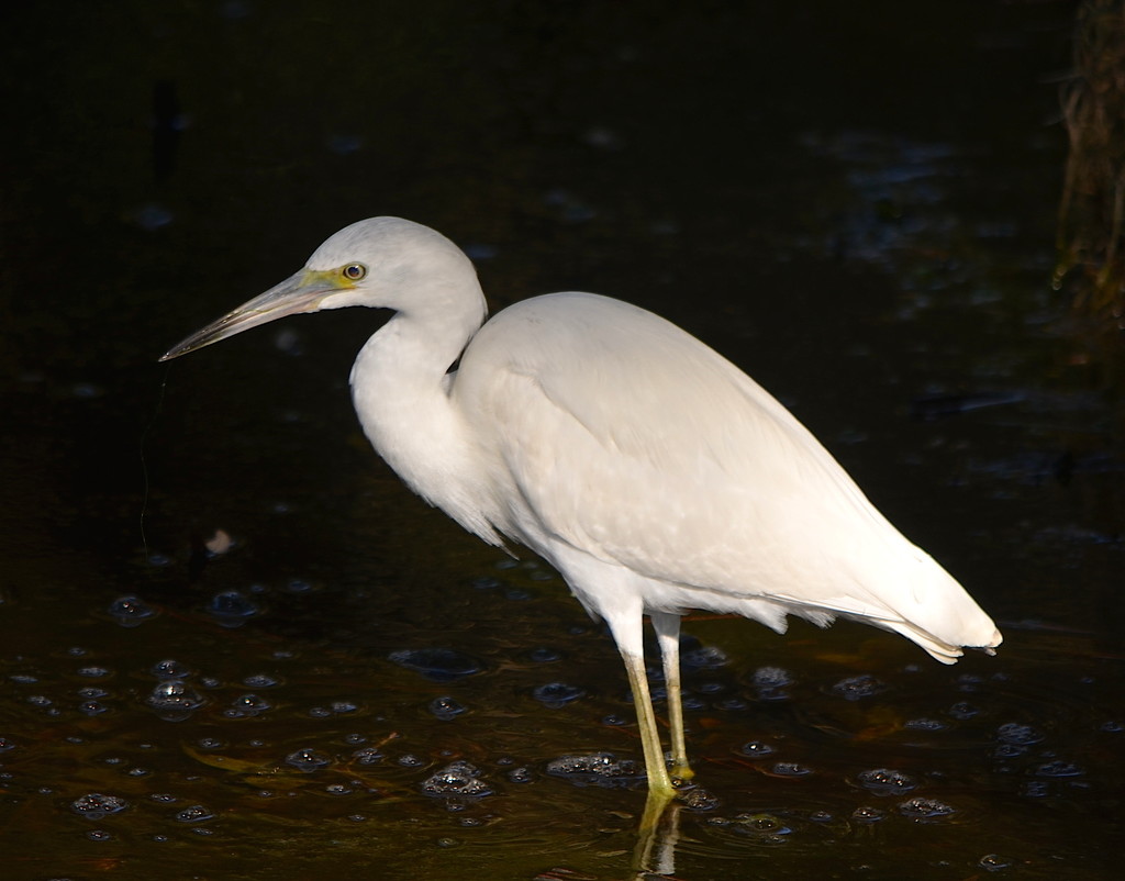 Snowy egret by congaree