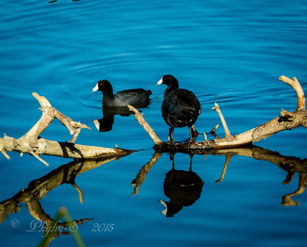 Coots Reflecting by elatedpixie