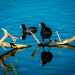 Coots Reflecting by elatedpixie