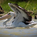 Pelican landing by flyrobin