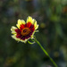 Lone Flower by tonygig