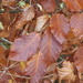 Autumn Leaves by philhendry