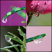 Water Drop Collage by merrelyn