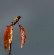 16th Nov 2015 - Hummer with Fall Color