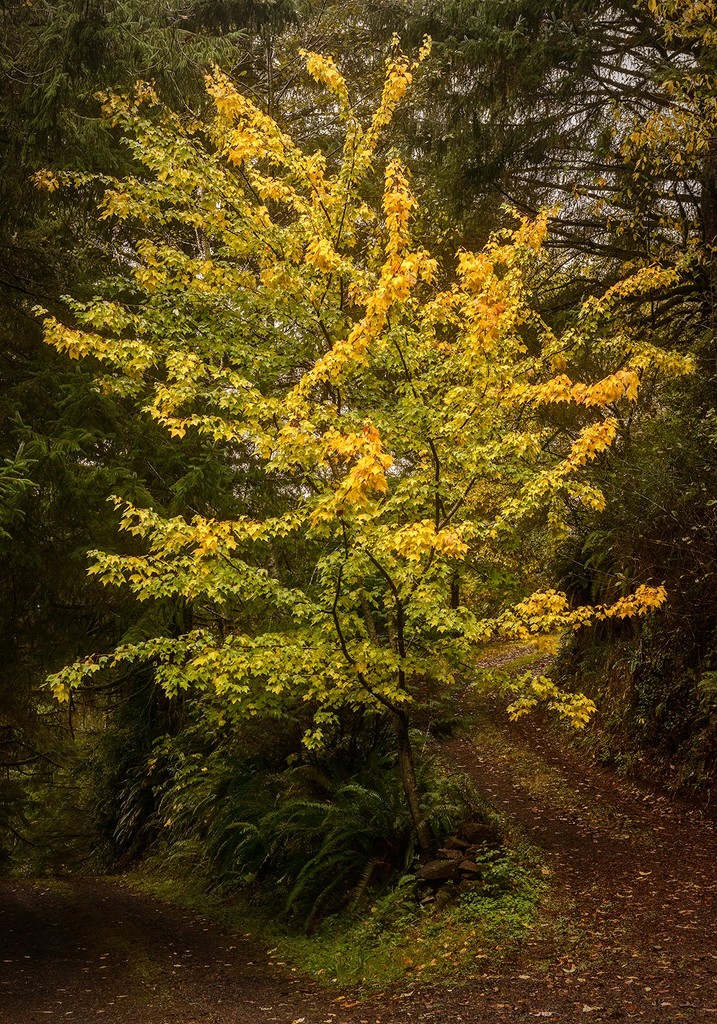 Maple At Fork In the Driveway  by jgpittenger