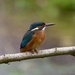 Female Kingfisher by padlock