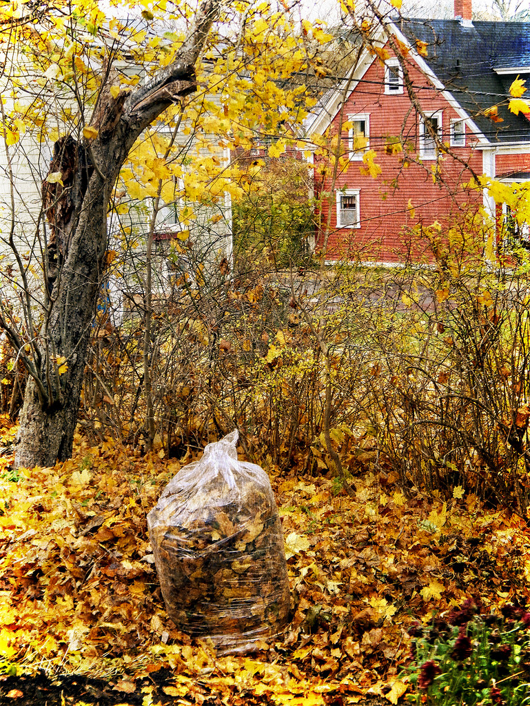 Ubiquitous Nova Scotia Autumn by Weezilou
