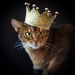 If cats ruled the world... by berelaxed