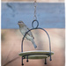 Small Bird by gardencat