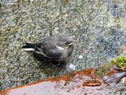 31st May 2015 -  Pied Wagtail Fledgeling