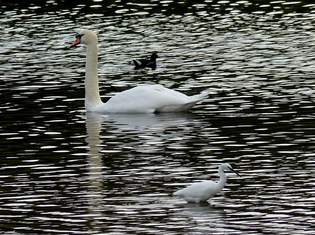  Mute Swan, Little Egret and Coot  by susiemc