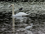 25th Oct 2015 -  Mute Swan, Little Egret and Coot 