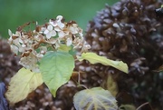 14th Nov 2015 - watercolored hydrangea