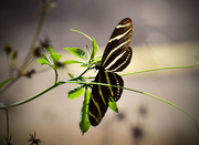 16th Nov 2015 - More Zebrawing Butterflies