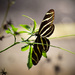 More Zebrawing Butterflies by rickster549