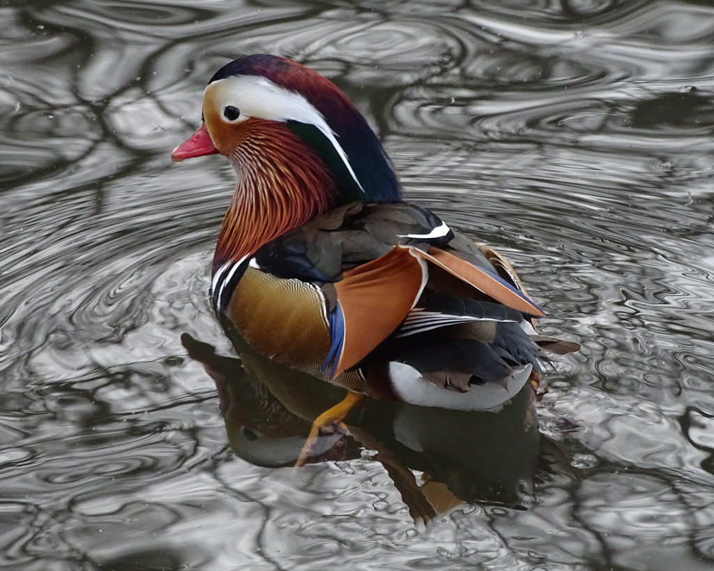 Mandarin Duck II (captive) by annepann