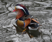 15th Nov 2015 - Mandarin Duck II (captive)