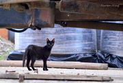 10th Jul 2015 - Black Cat, Rust Paradise