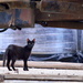 Black Cat, Rust Paradise by kareenking