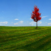 Simply Tree Colorful by jae_at_wits_end