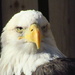 Bald Eagle by randy23