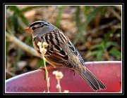 7th Nov 2015 - Keep your eye on the sparrow...