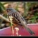Keep your eye on the sparrow... by soylentgreenpics