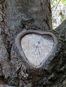 17th Nov 2015 - Heart of the Tree