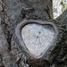 Heart of the Tree by onewing
